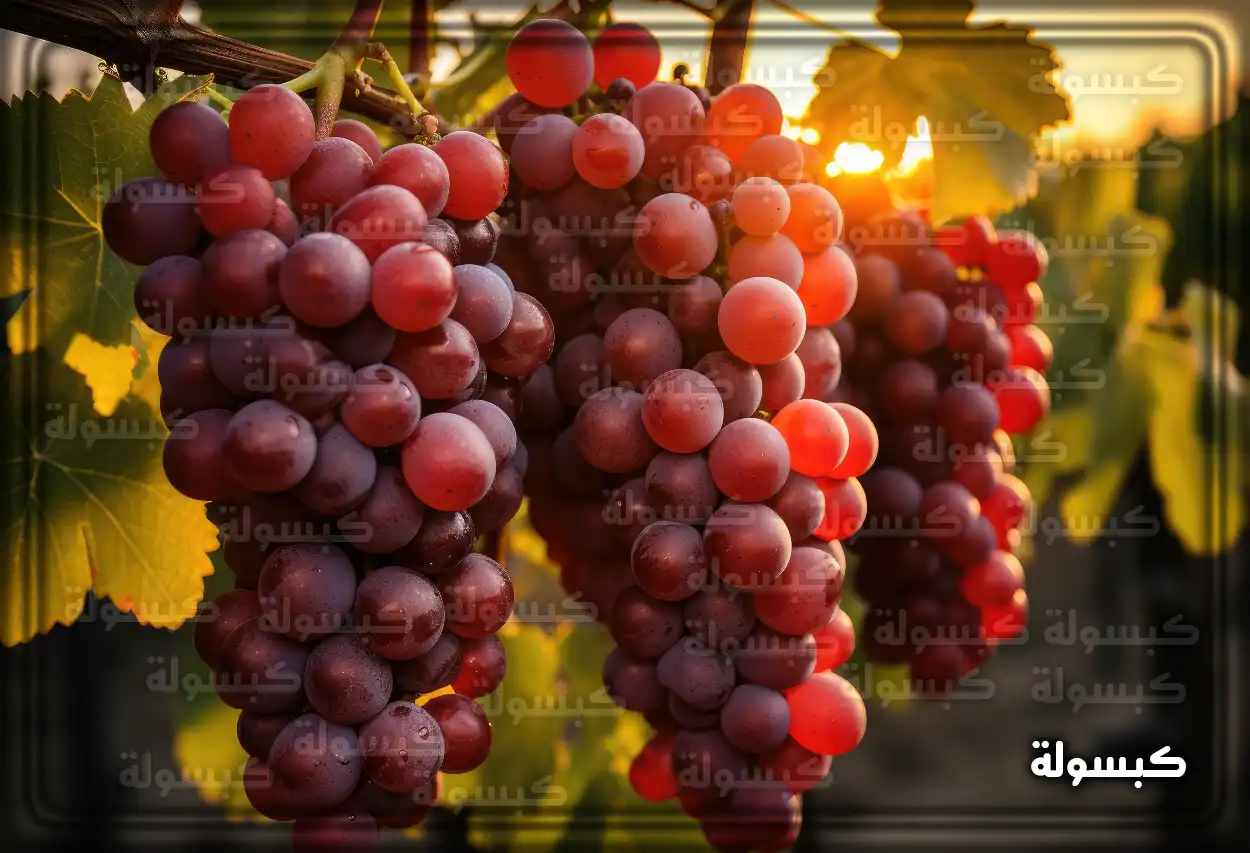 تفسير حلم رؤية العنب الأحمر في المنام عناقيد من العنب الأحمر ترمز لدلالات الحلم