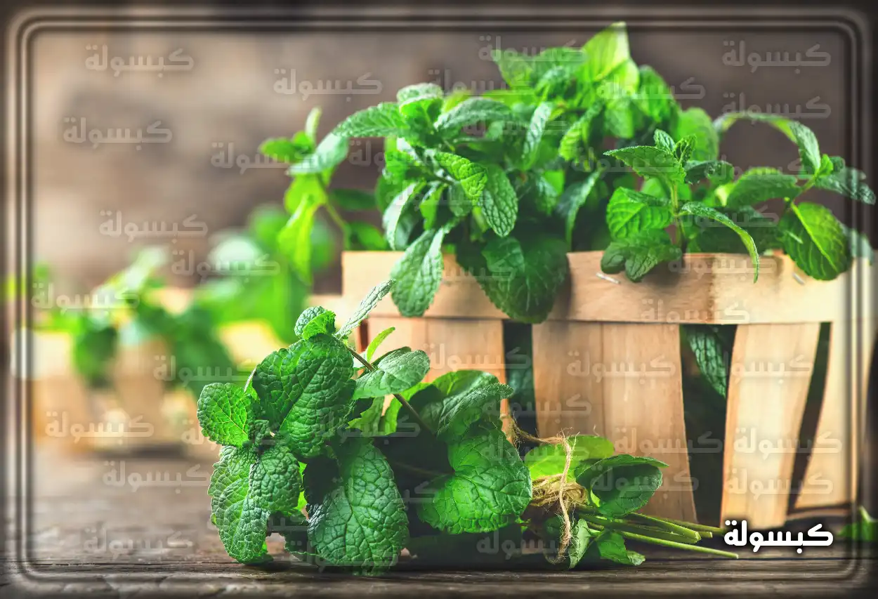 تفسير حلم رؤية النعناع في المنام أوراق نعناع خضراء طازجة