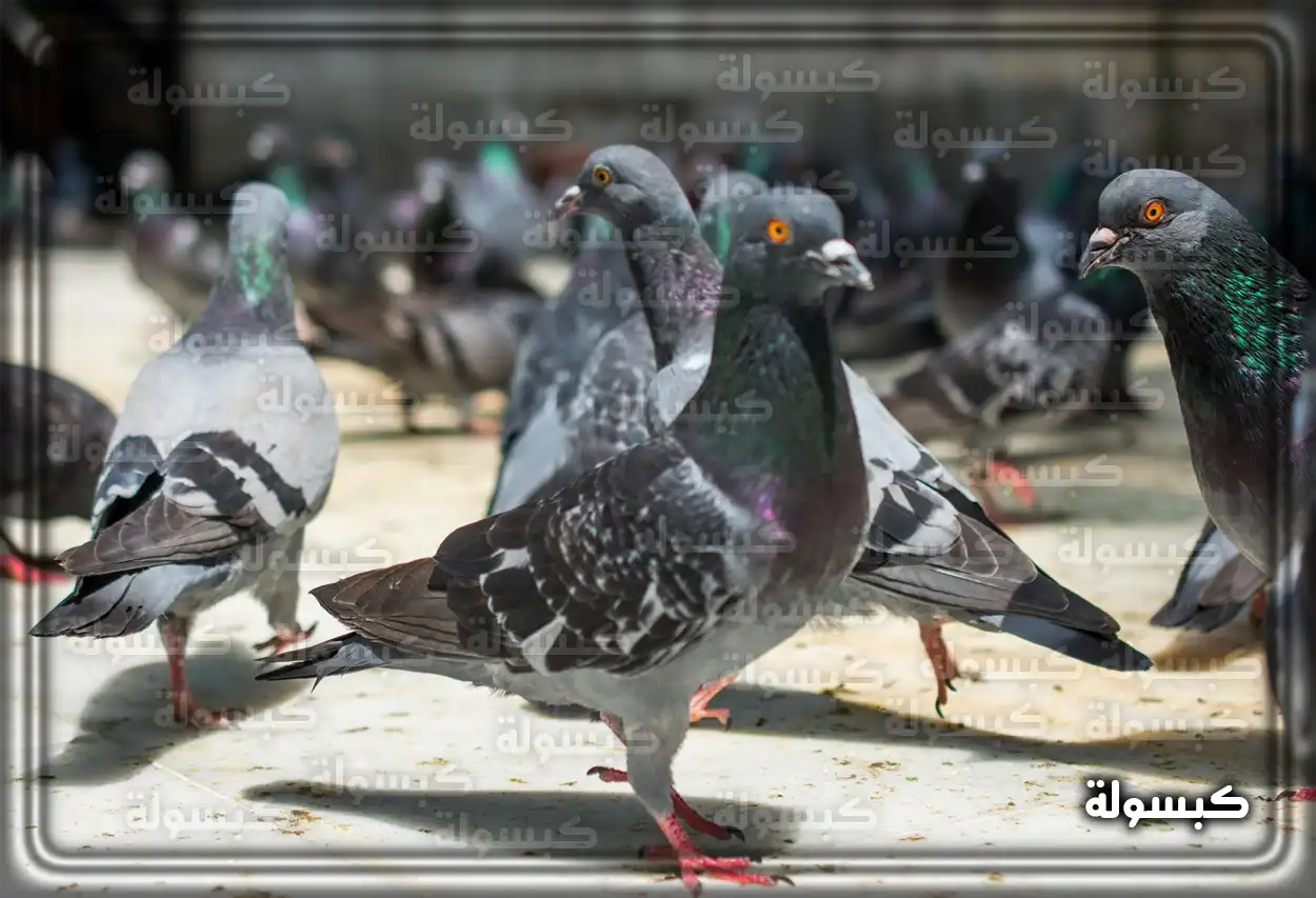 تحليل رمزي لرؤية سرب من الحمام يحلق في السماء
