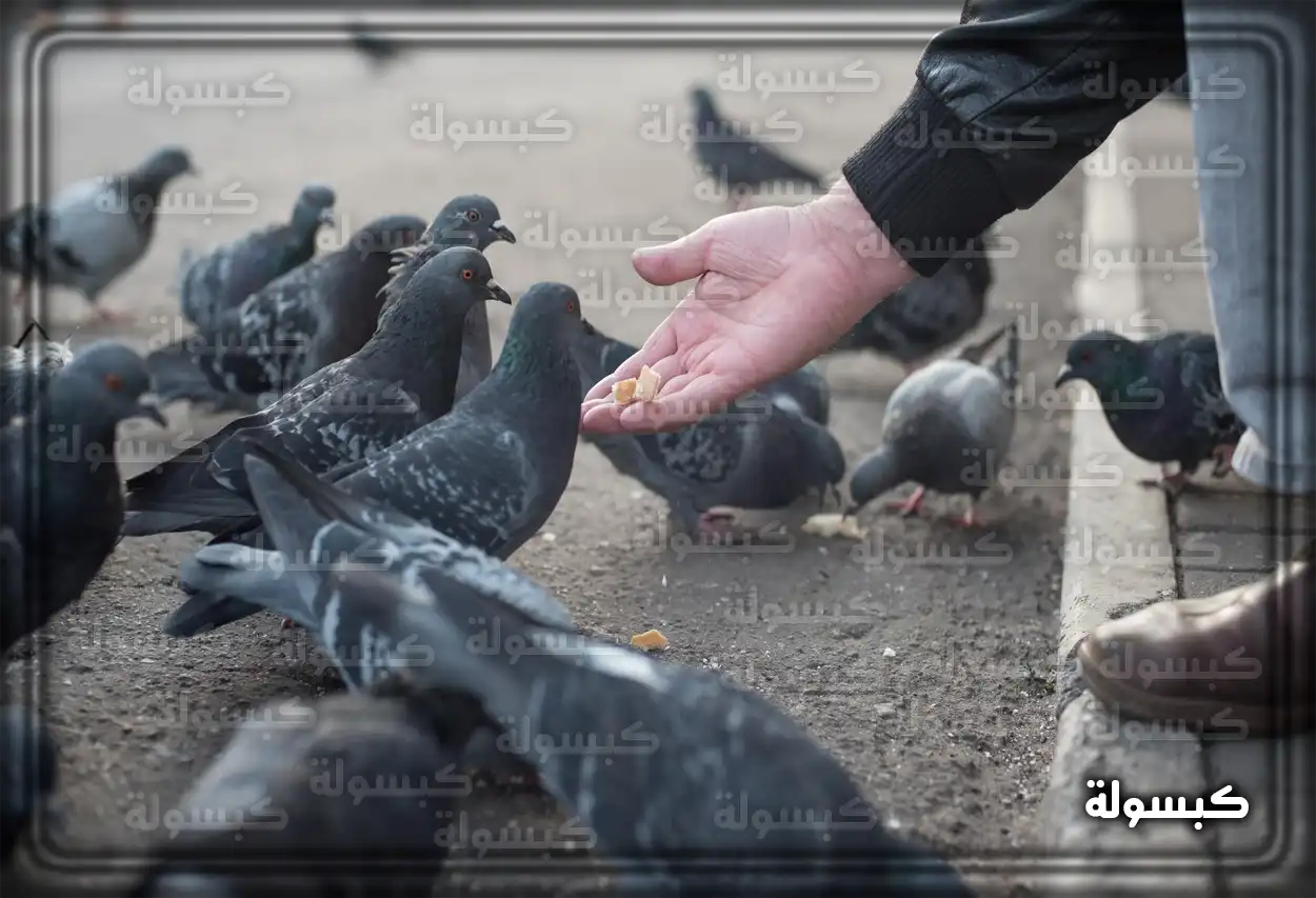 تحليل نفسي لرؤية الحمام الملون في الحلم