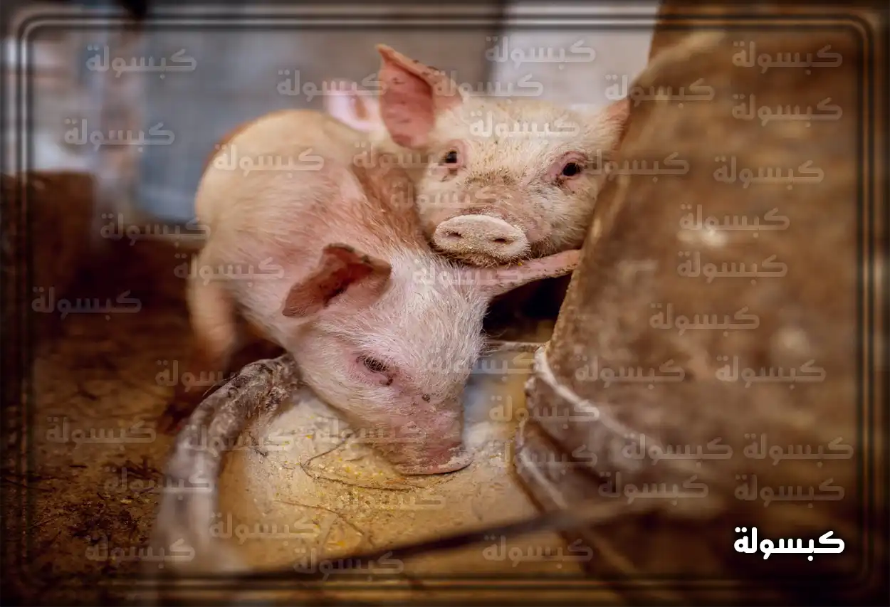 تحليل نفسي لرؤية الخنزير في المنام