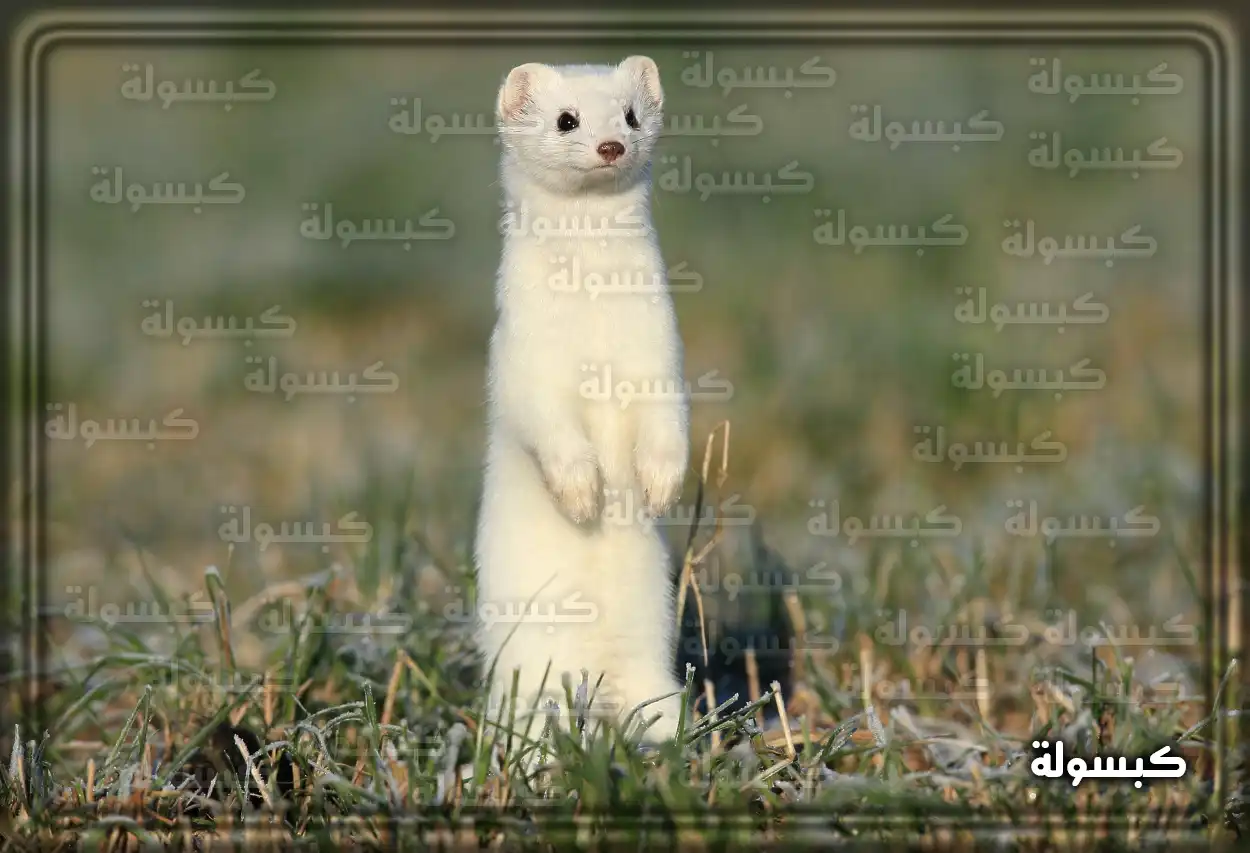 تفسير رؤية حلم العرسة في المنام دلالة رؤية العرسة في منام المرأة المتزوجة والحامل