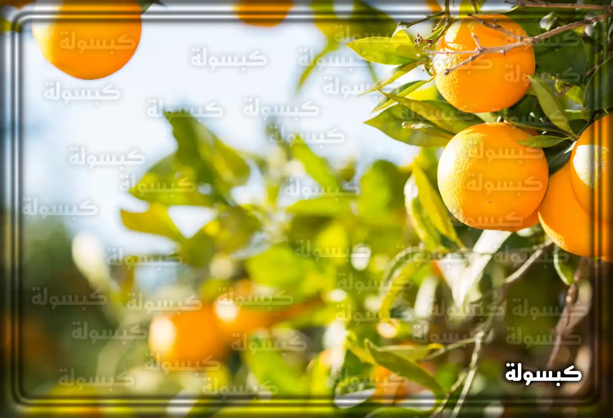 شجرة برتقال مثمرة ترمز للخير في المنام