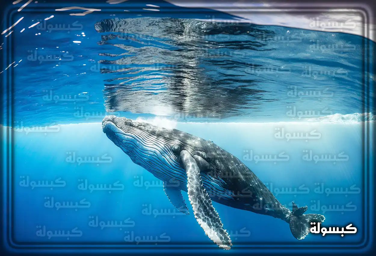 معنى الحوت في منام الحامل