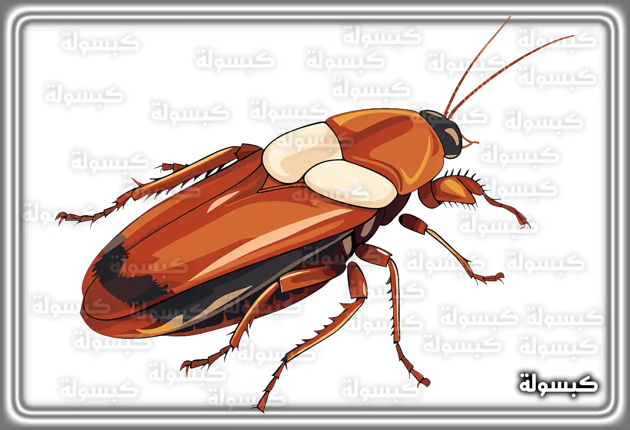 دلالات ألوان الصراصير في المنام