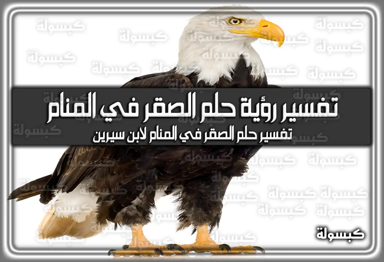 تفسير رؤية حلم الصقر في المنام لابن سيرين – أحلامك راح تتحقق