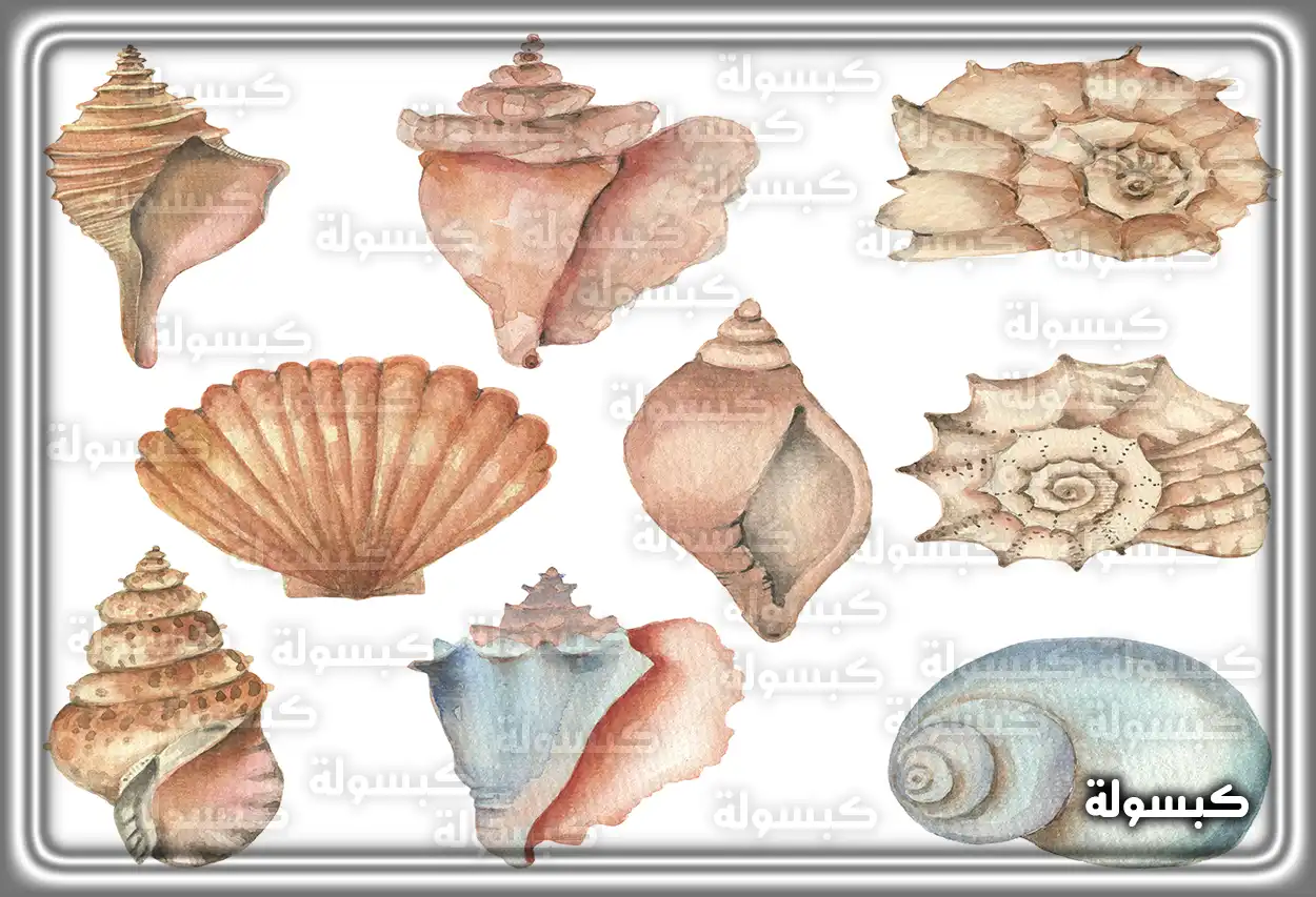 رمز جمع القواقع في المنام