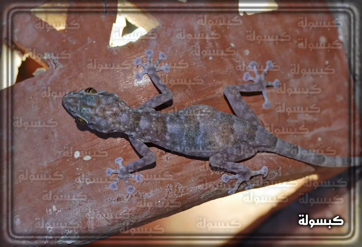 فتاة عزباء تفكر في معنى ظهور الضب في حلمها