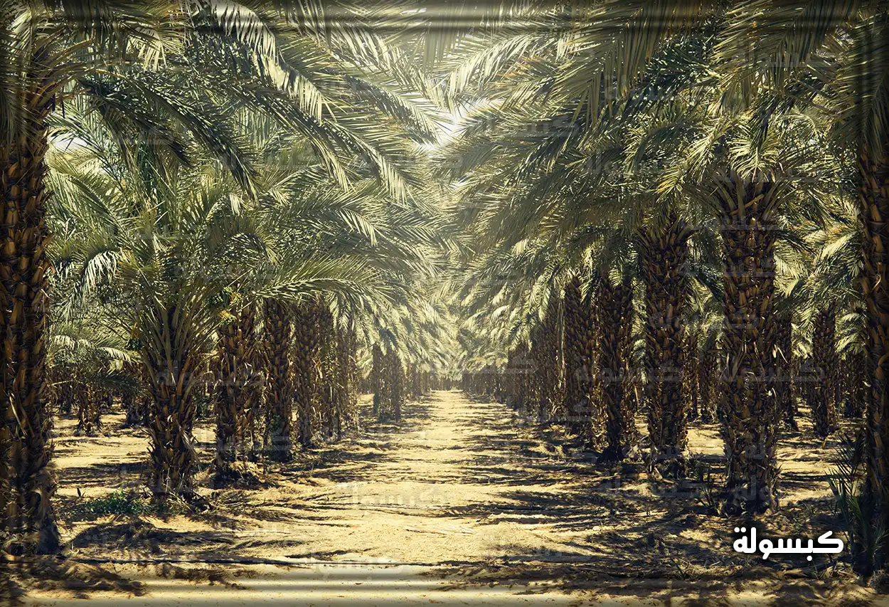 رؤية النخيل الطويل والمثمر في المنام