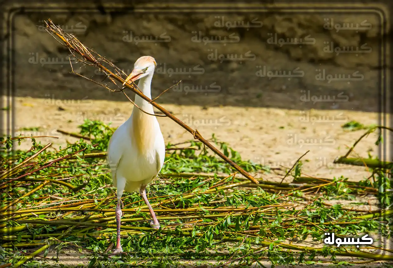 رجل ينظر إلى طائر أبو قردان في حقل أخضر