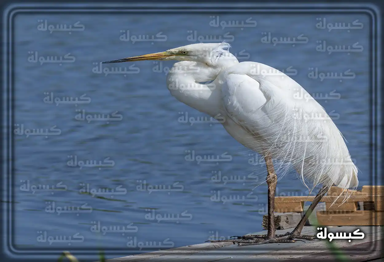 صورة مقربة لطائر أبو قردان أبيض