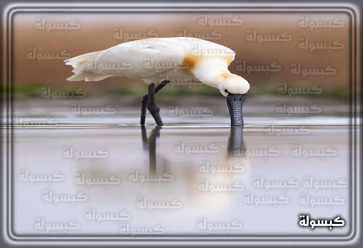 طائر أبو قردان يقف على غصن شجرة