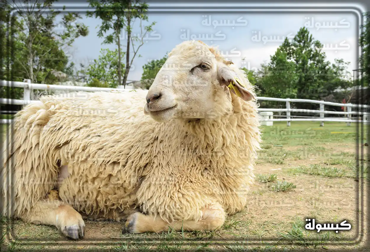 تفسير رؤية حلم الأضحية في المنام