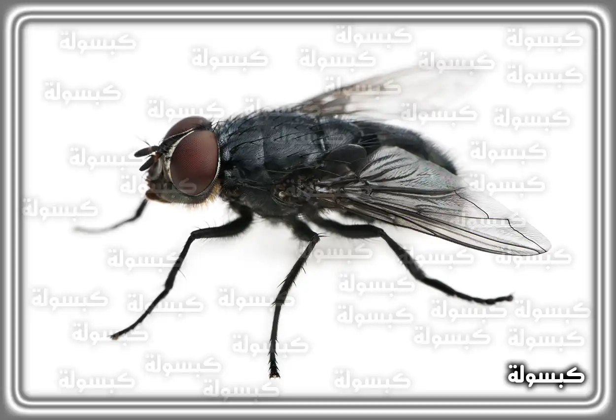 دلالات حلم الذباب للمرأة المتزوجة