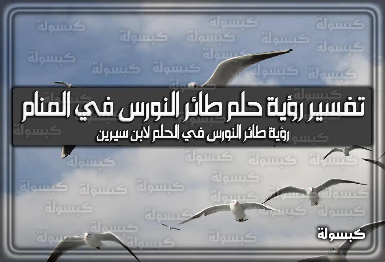 تفسير رؤية حلم طائر النورس في المنام