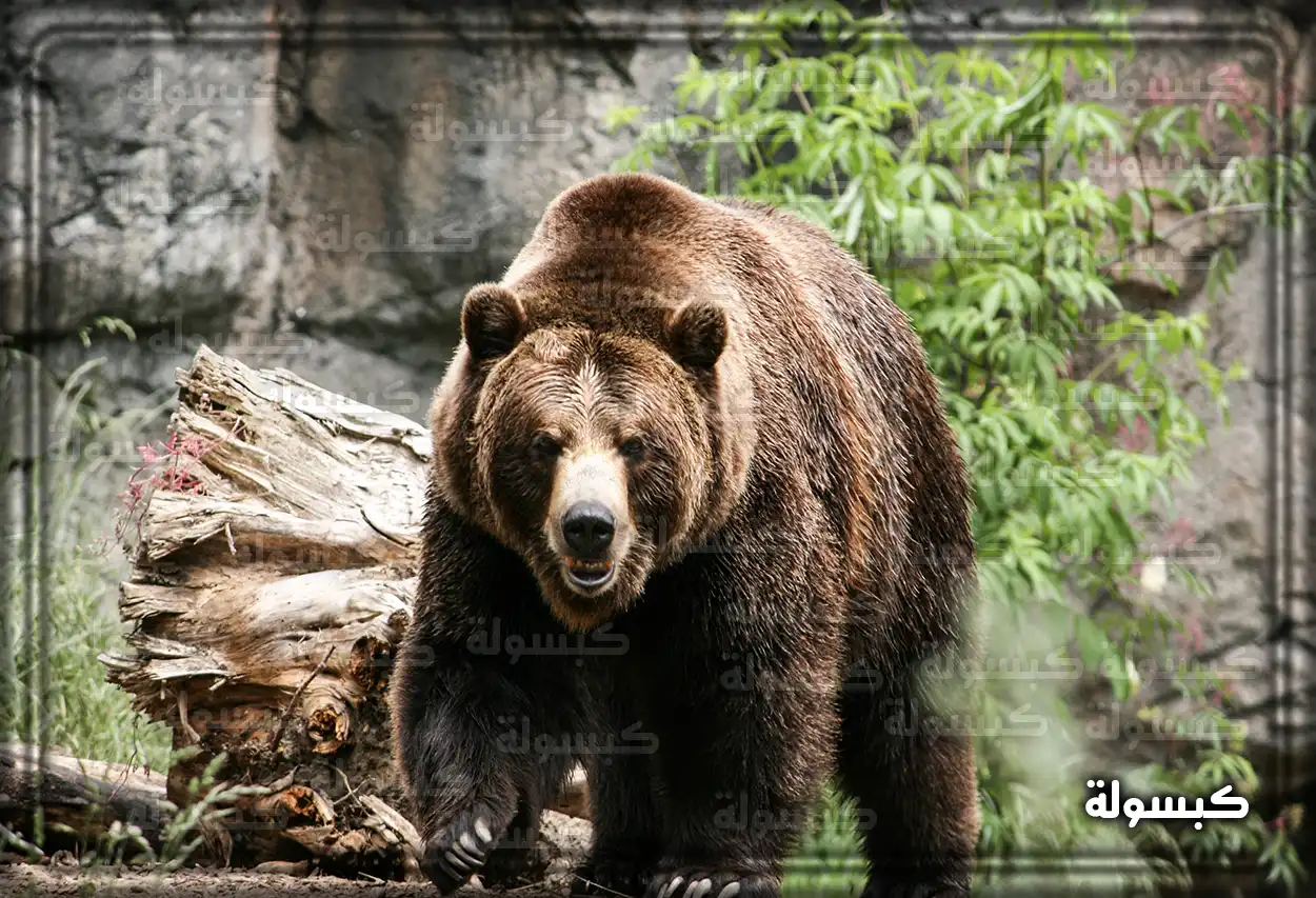 امرأة تنظر إلى دب في خلفية طبيعية كرمز لتفسير الأحلام