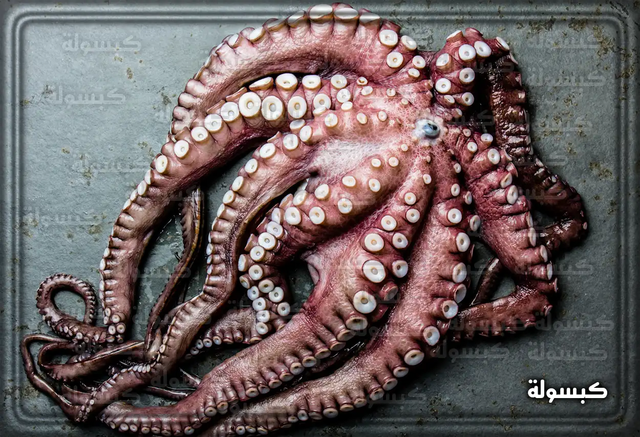 دلالة رؤية الأخطبوط للمرأة المتزوجة والحامل