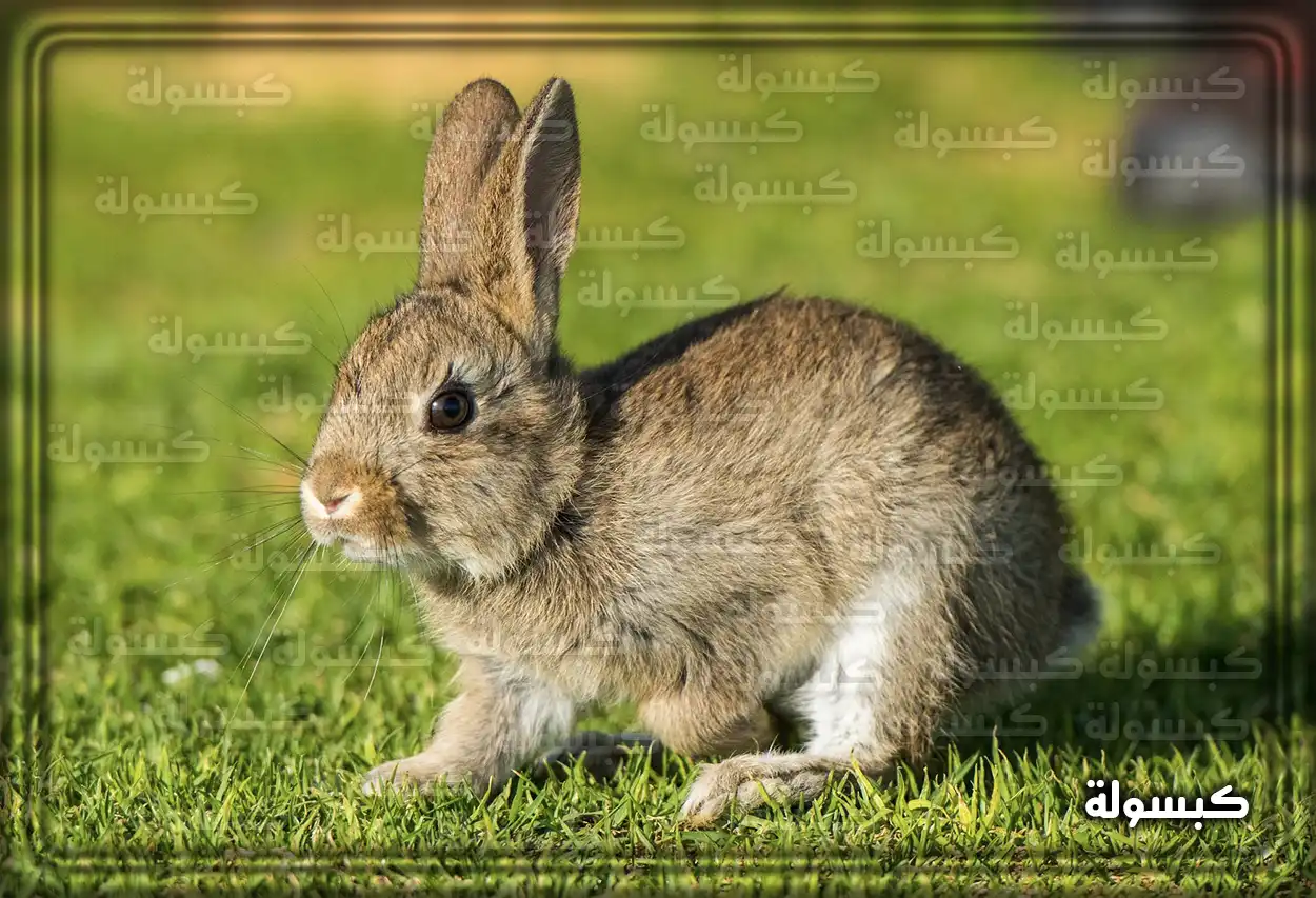 تحليل نفسي لرؤية الأرنب في منام المرأة