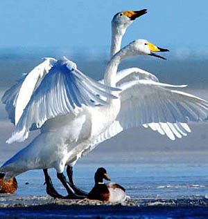 رمز الإوز في حلم الرجل