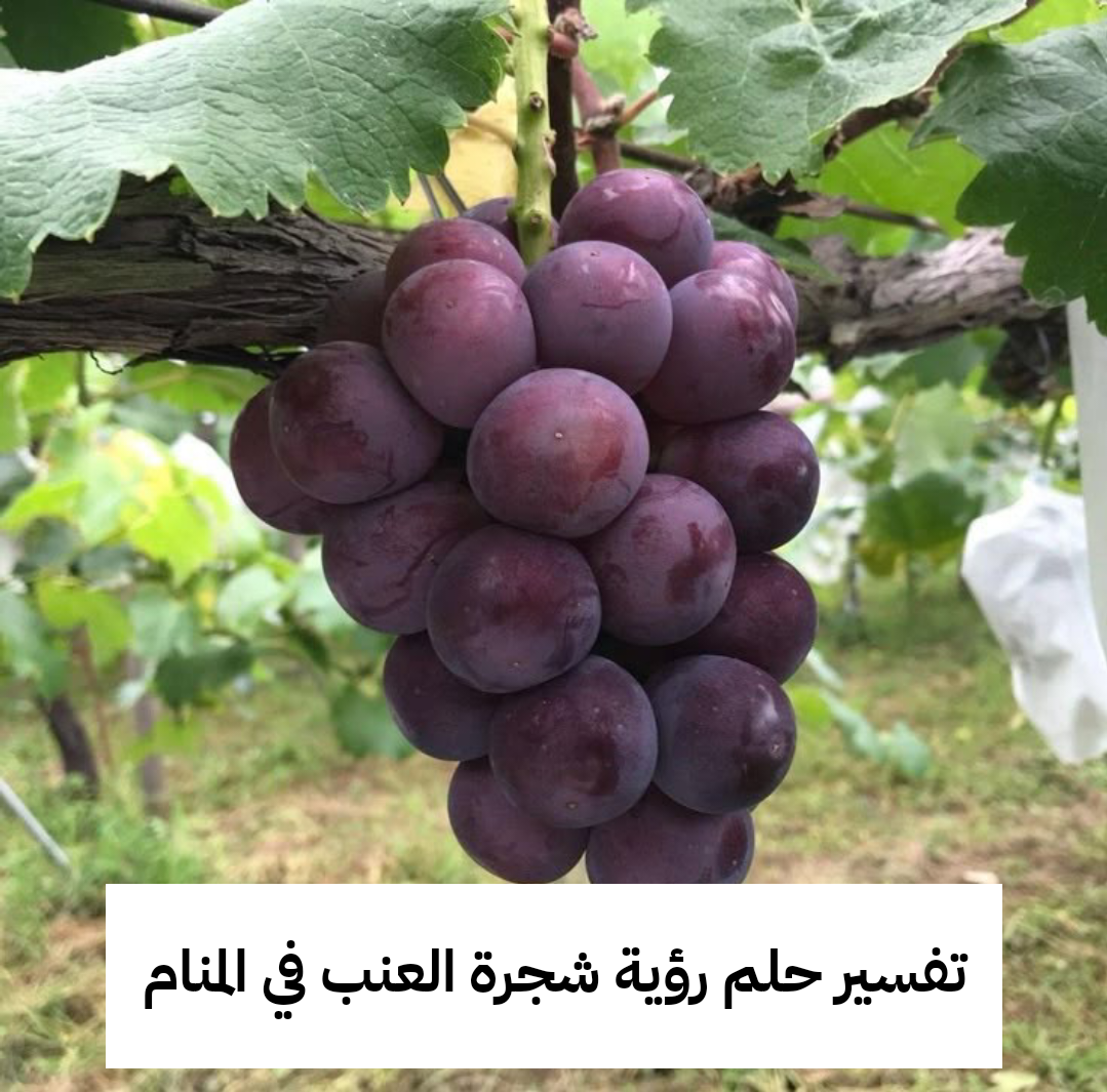 تفسير حلم رؤية شجرة العنب في المنام