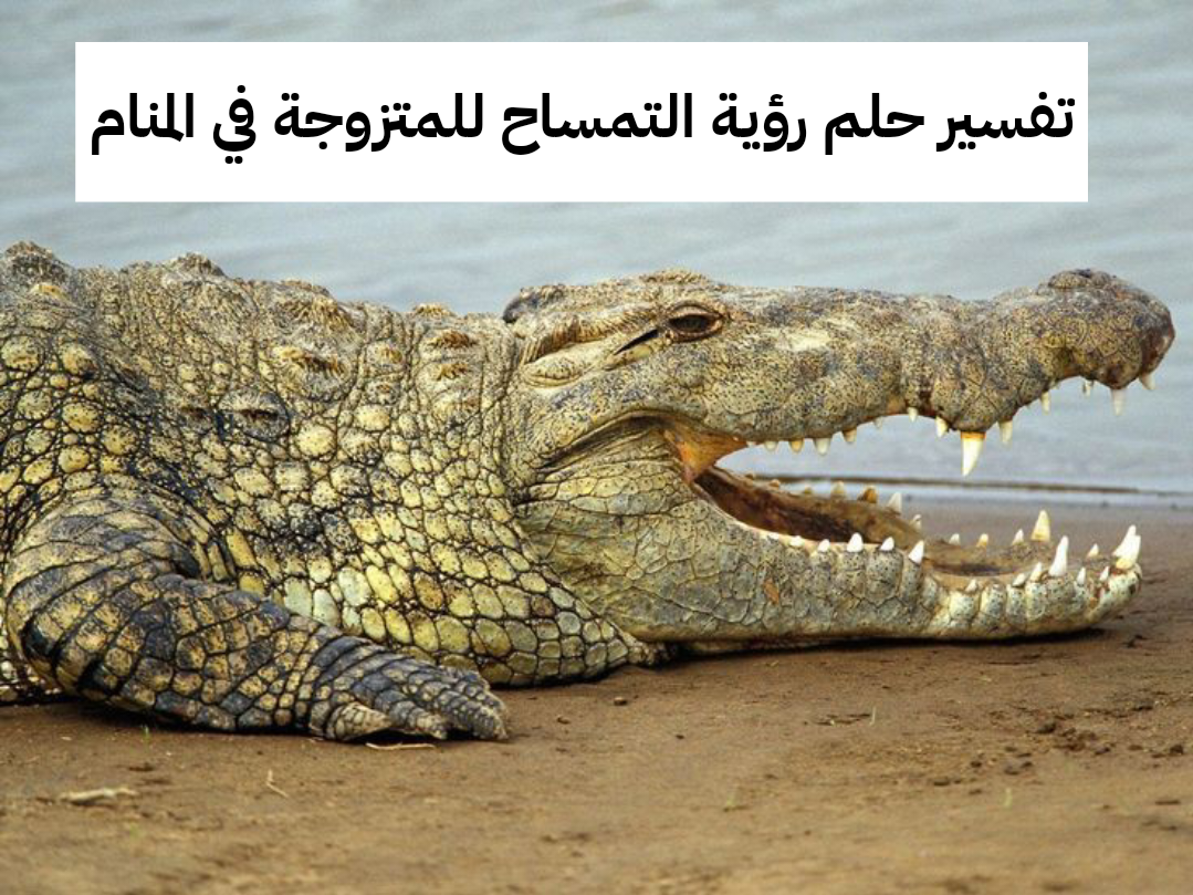 تفسير حلم رؤية التمساح للمتزوجة في المنام