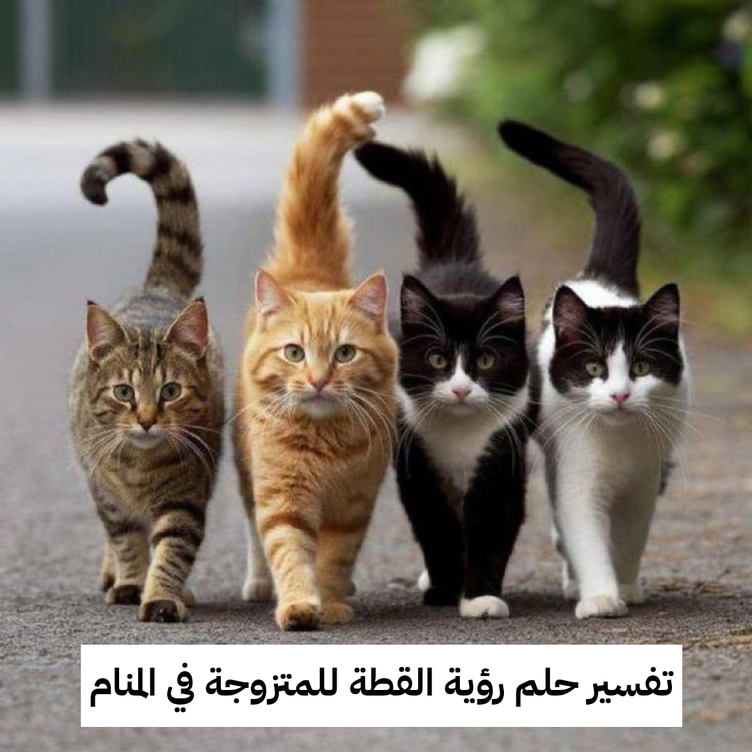 تفسير حلم رؤية القطة للمتزوجة في المنام