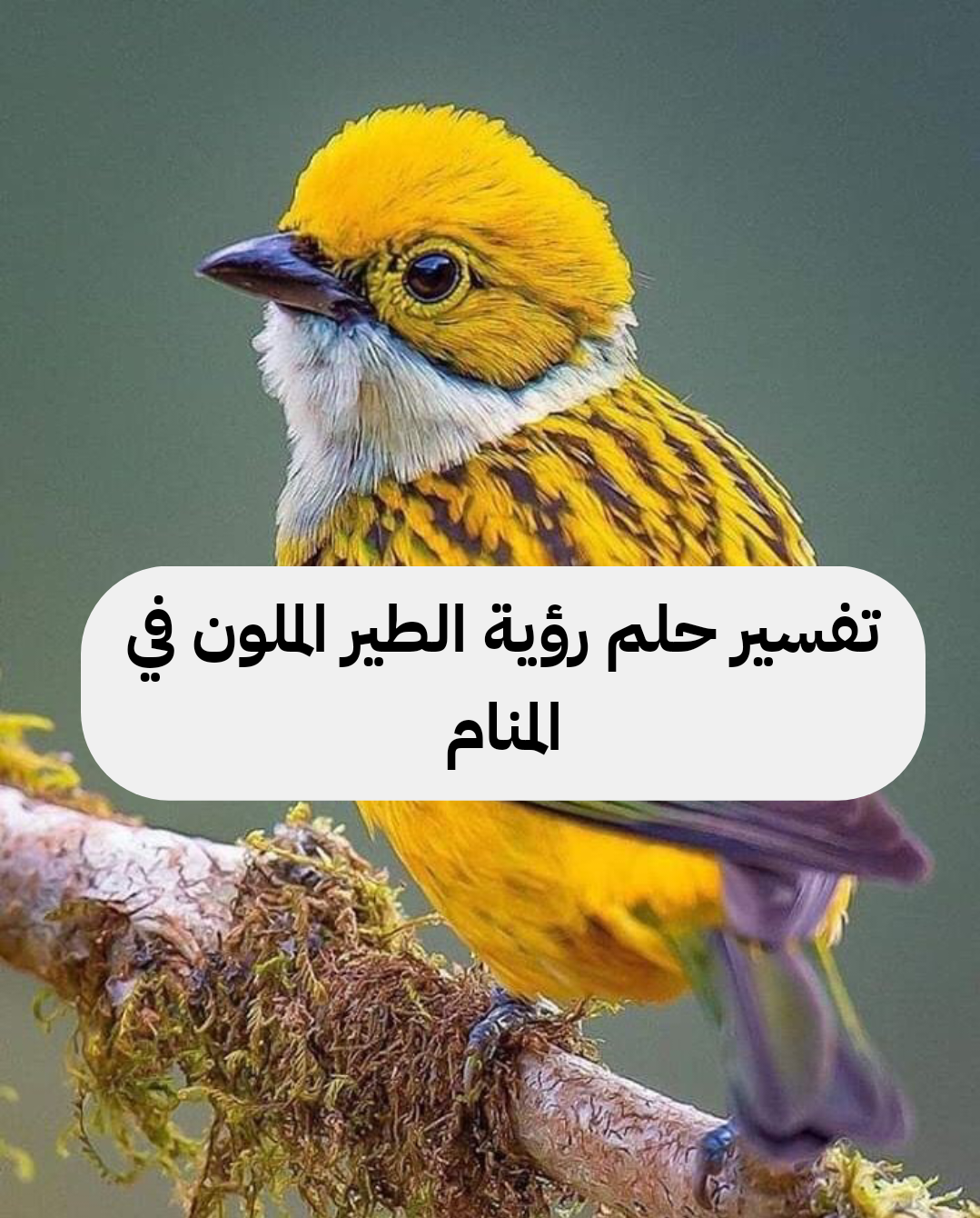 تفسير حلم رؤية الطير الملون في المنام