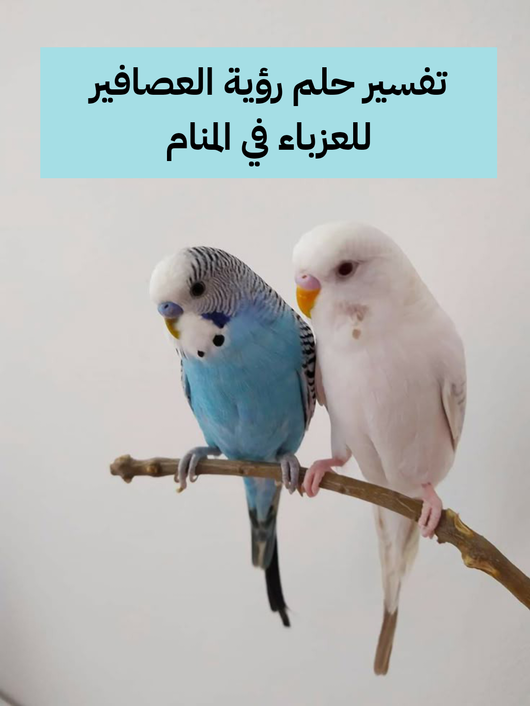 تفسير حلم رؤية العصافير للعزباء في المنام