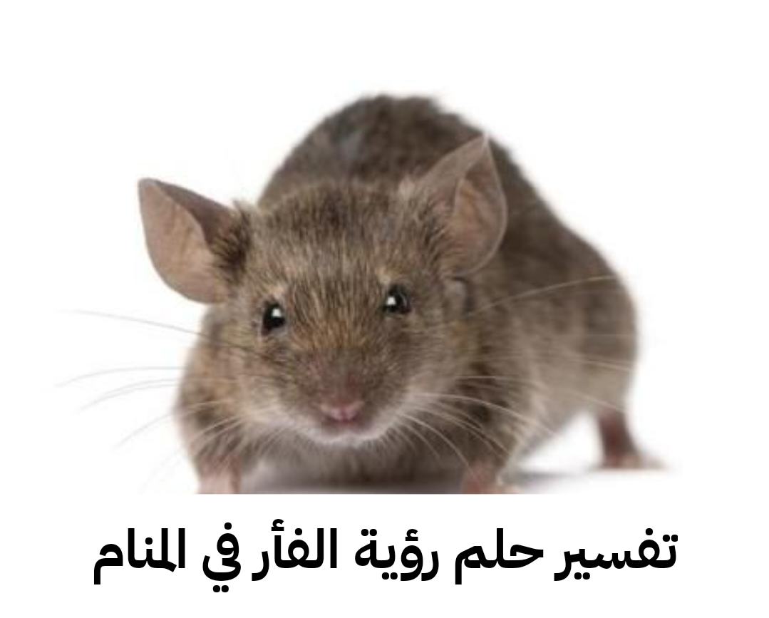 تفسير حلم رؤية الفأر في المنام