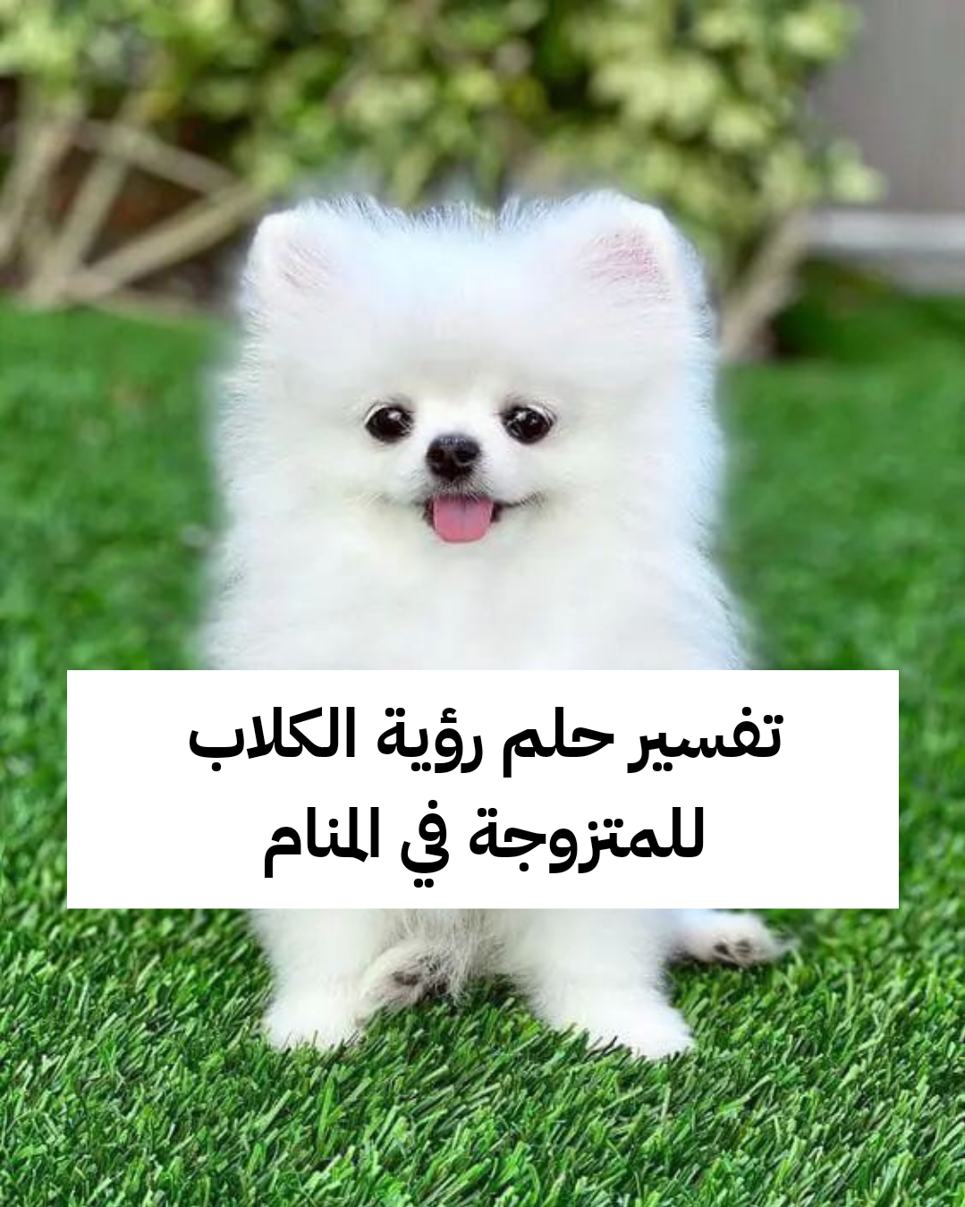 تفسير حلم رؤية الكلاب للمتزوجة في المنام