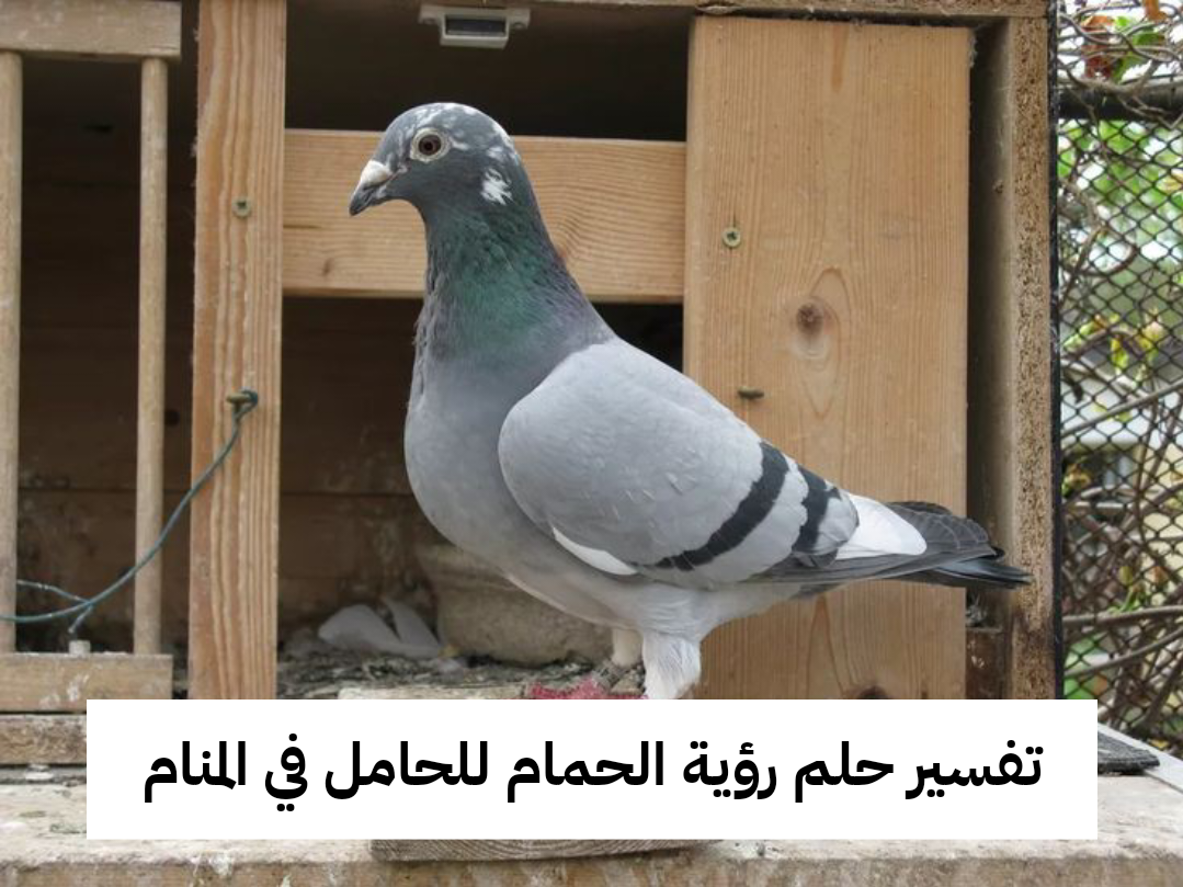 تفسير حلم رؤية الحمام للحامل في المنام