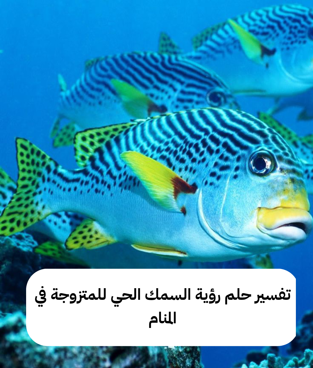 تفسير حلم رؤية السمك الحي للمتزوجة في المنام