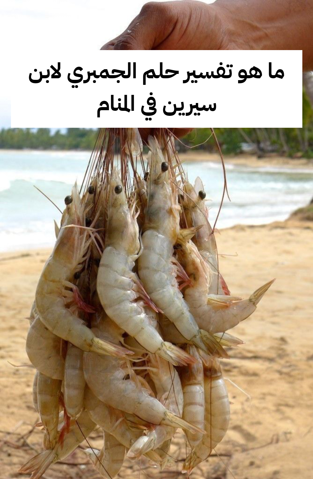 ما هو تفسير حلم الجمبري لابن سيرين في المنام