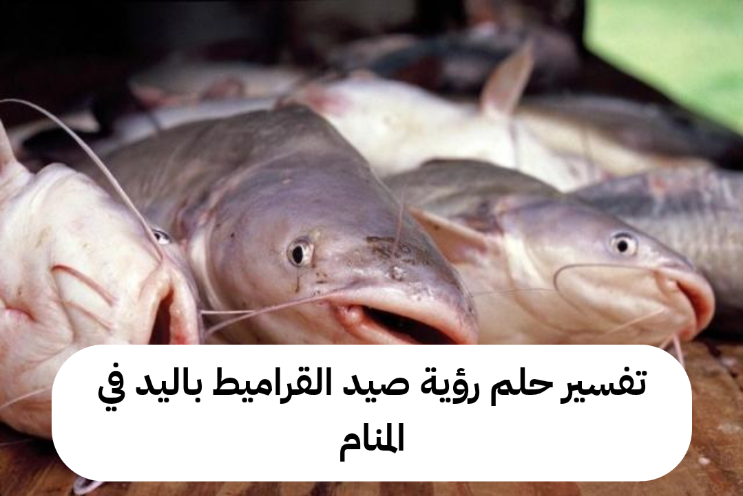 تفسير حلم رؤية صيد القراميط باليد في المنام