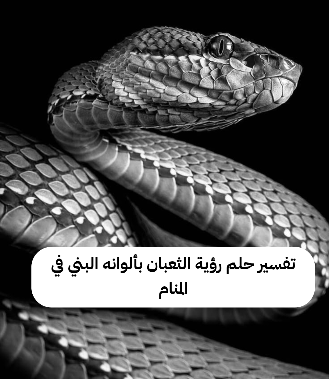 تفسير حلم رؤية الثعبان بألوانه البني في المنام