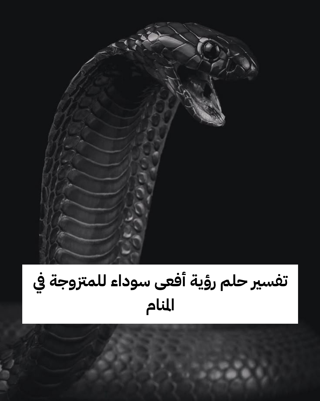 تفسير حلم رؤية أفعى سوداء للمتزوجة في المنام
