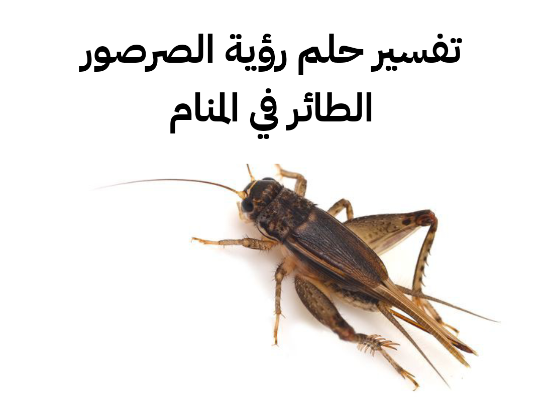 تفسير حلم رؤية الصرصور الطائر في المنام