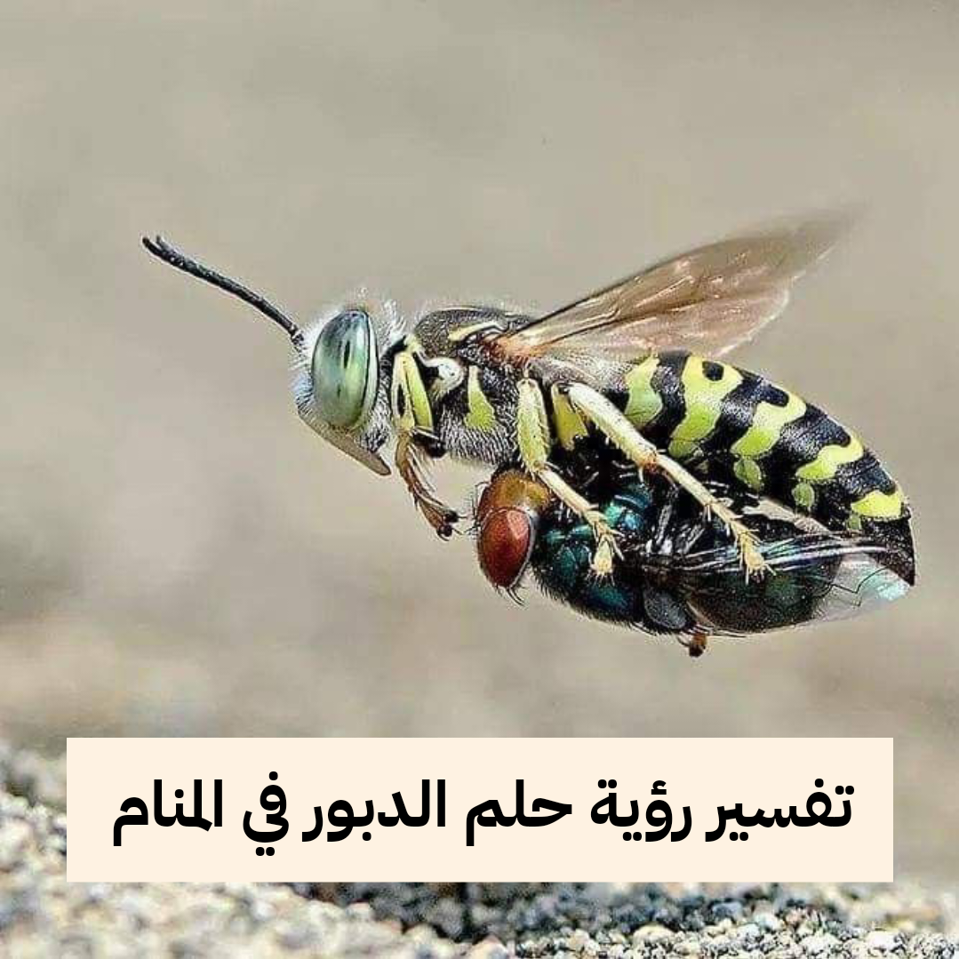 تفسير رؤية حلم الدبور في المنام