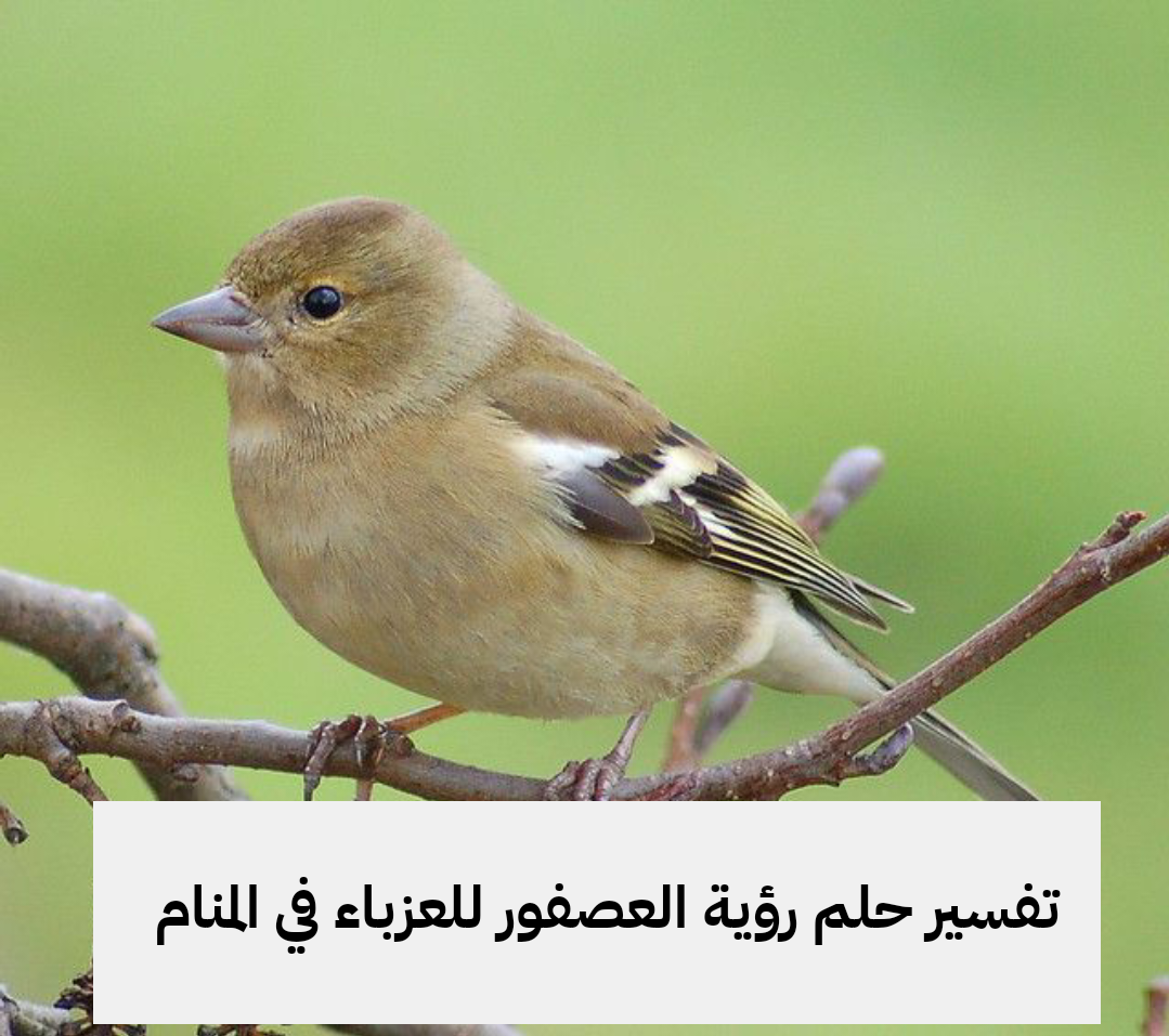 تفسير حلم رؤية العصفور للعزباء في المنام