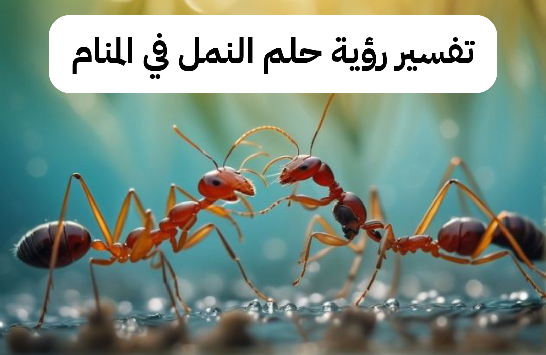 تفسير رؤية حلم النمل في المنام