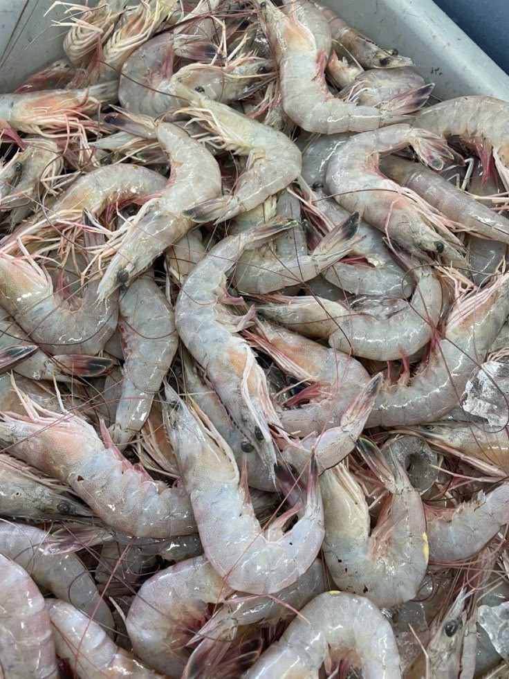 رمز الجمبري في الحلم