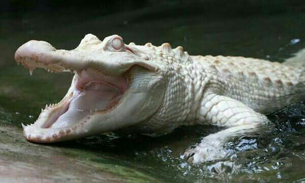 النجاة من التمساح في الحلم للمتزوجة