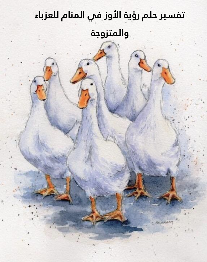 تفسير حلم رؤية الأوز في المنام للعزباء والمتزوجة