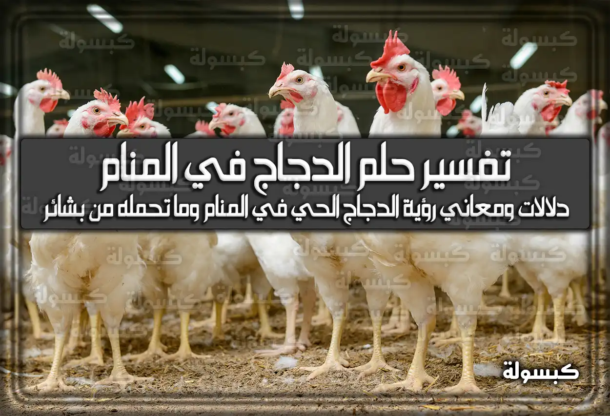 تفسير حلم رؤية الدجاج في المنام