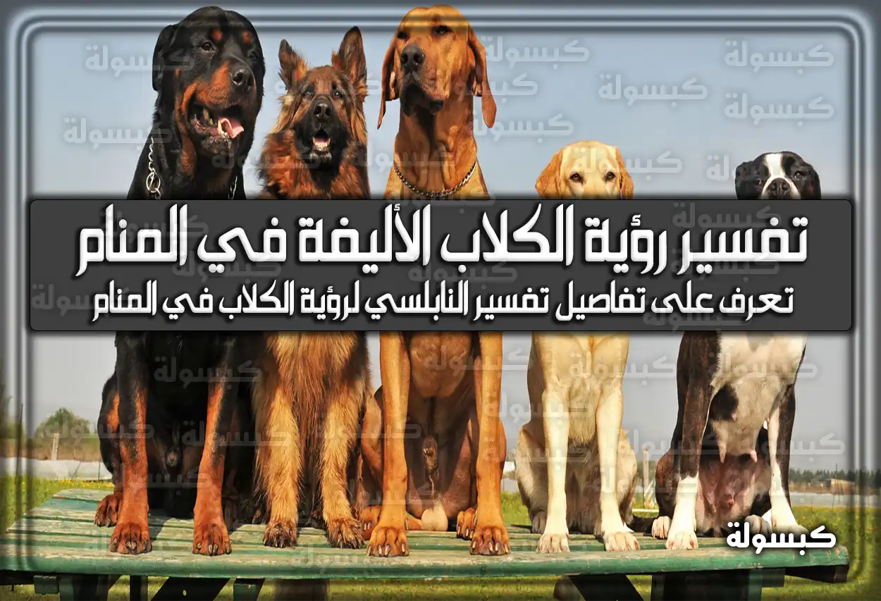 تفسير رؤية الكلاب الأليفة في المنام لابن سيرين وللنابلسي – رمز دلالات حلم الكلاب الأليفة للعزباء وللمتزوجة وللمطلقة