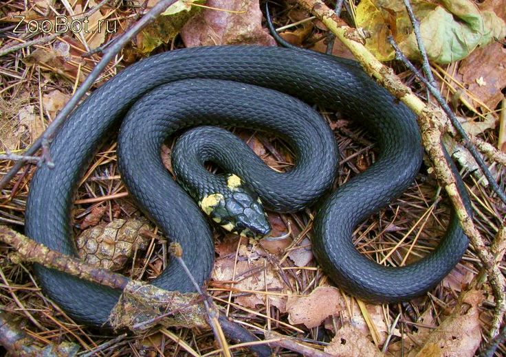 تفسير رؤية الثعابين في المنزل وقتلها