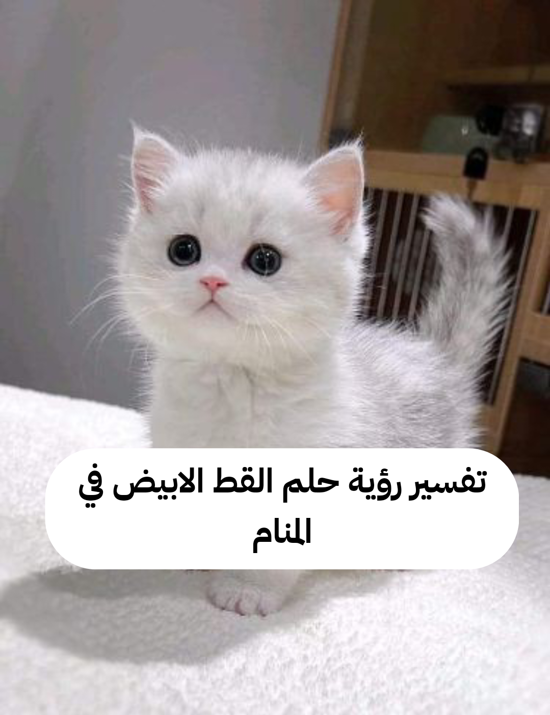 تفسير رؤية حلم القط الابيض في المنام