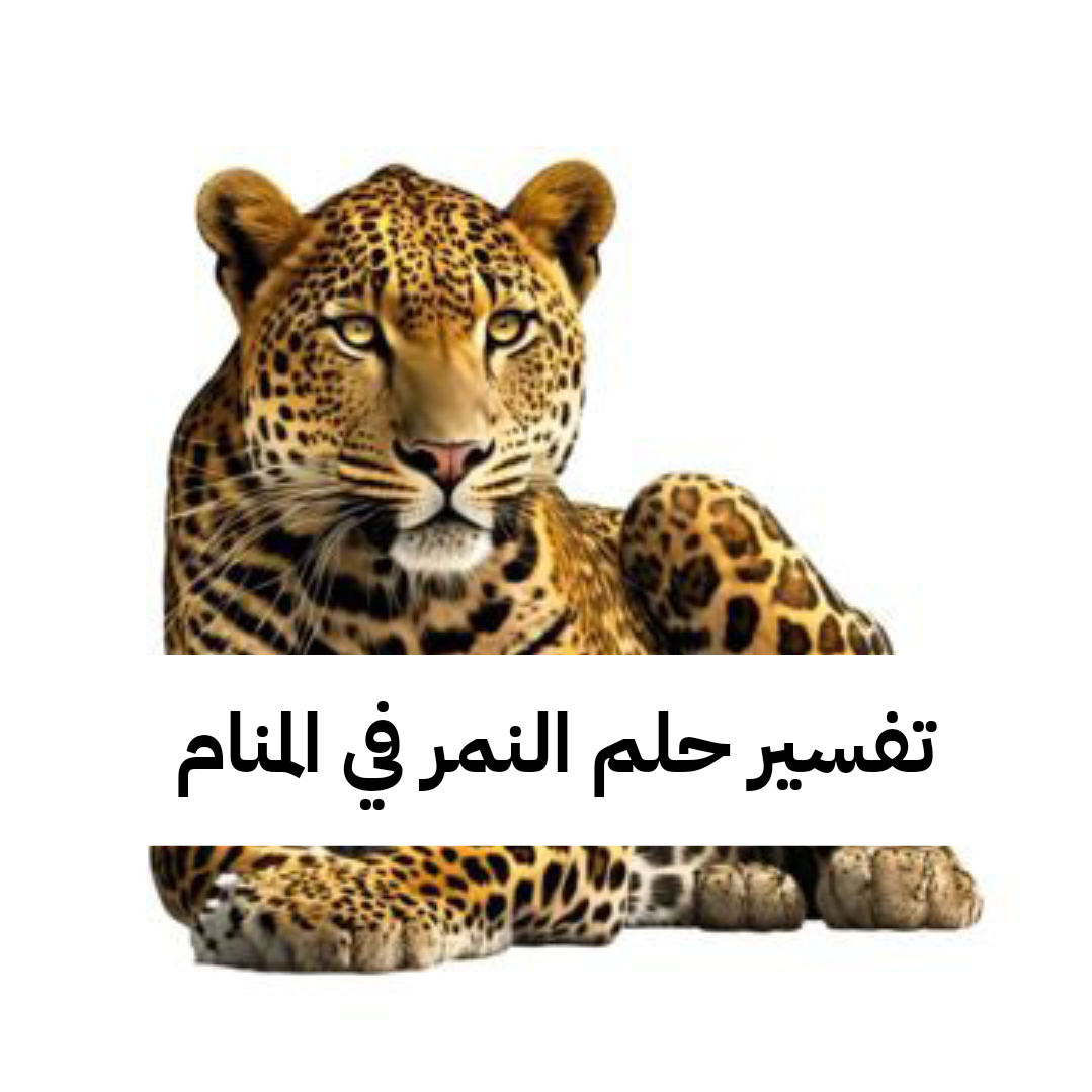 تفسير حلم النمر في المنام – رمز رؤية النمر للعزباء والمتزوجة بالتفصيل للنابلسي ولابن سيرين