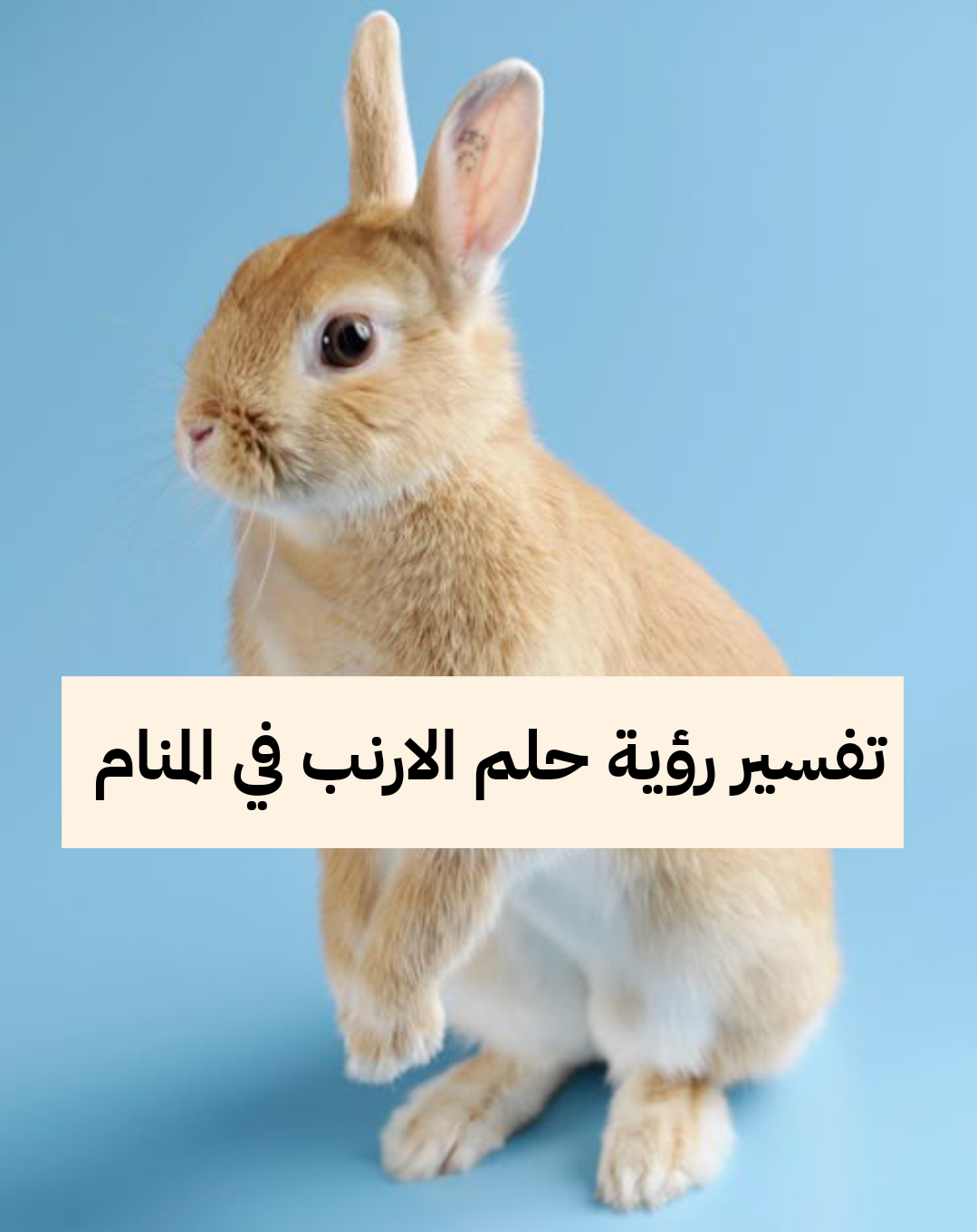 تفسير رؤية حلم الارنب في المنام