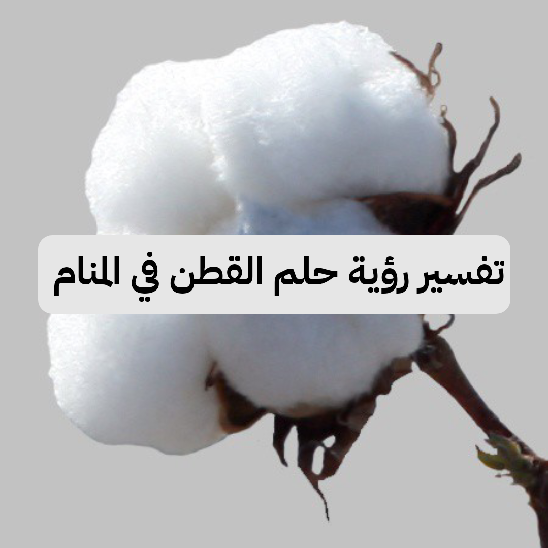 تفسير رؤية حلم القطن في المنام .. زواج ومشاريع ناجحة
